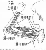 筋肉は伸びない！？