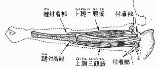 筋肉は伸びない！？